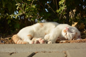 Image-preview_300x200