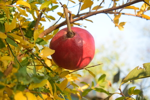 Image-preview_300x200