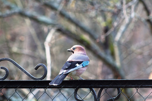 Image-preview_300x200