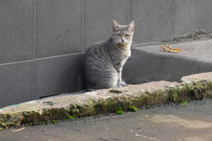 Image-preview_300x200