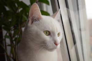 Image-preview_300x200