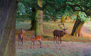 Image-preview_300x200