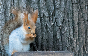 Image-preview_300x200