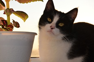 Image-preview_300x200