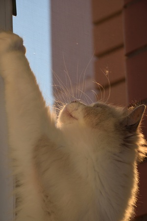 Image-preview_300x200