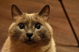 Image-preview_300x200