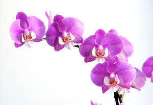 Image-preview_300x200