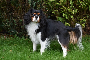 Image-preview_300x200