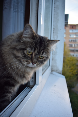 Image-preview_300x200