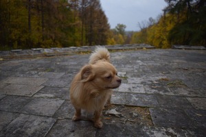 Image-preview_300x200