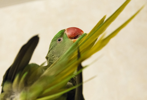 Image-preview_300x200