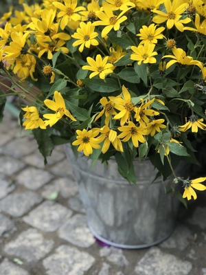 Image-preview_300x200