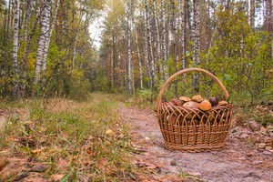 Image-preview_300x200