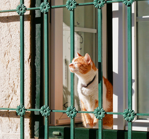 Image-preview_300x200