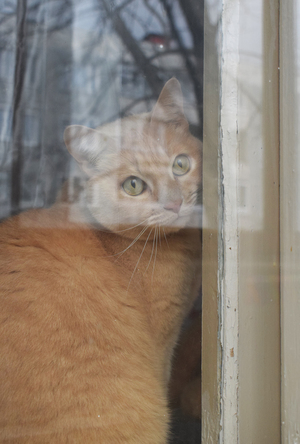 Image-preview_300x200