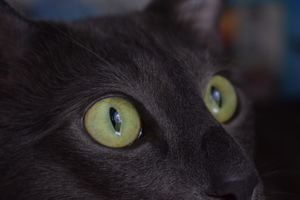 Image-preview_300x200