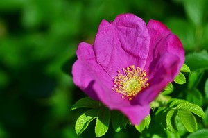 Image-preview_300x200