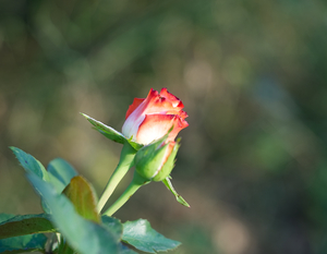 Image-preview_300x200