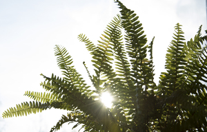 Image-preview_300x200