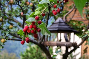 Image-preview_300x200