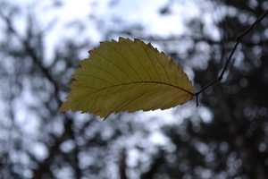 Image-preview_300x200