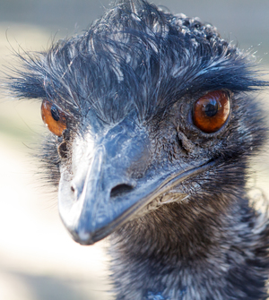 Image-preview_300x200