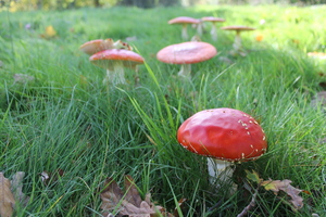 Image-preview_300x200