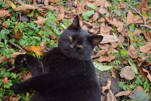 Image-preview_300x200