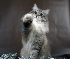 Image-preview_300x200