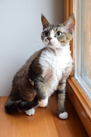 Image-preview_300x200