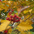 Image-square_50