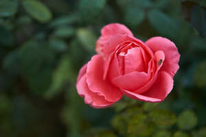 Image-preview_300x200