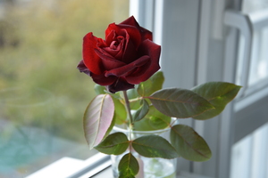 Image-preview_300x200