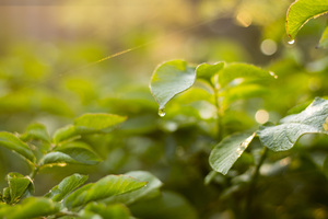 Image-preview_300x200