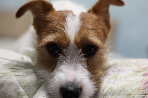 Image-preview_300x200