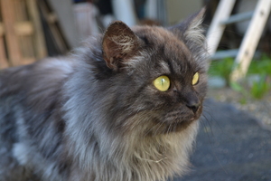 Image-preview_300x200