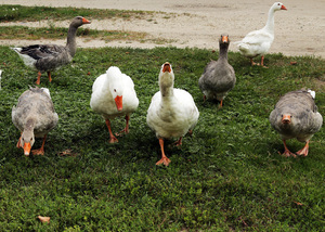 Image-preview_300x200