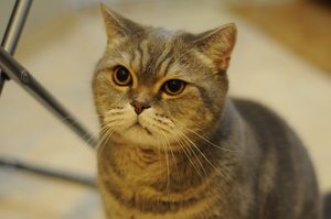 Image-preview_300x200