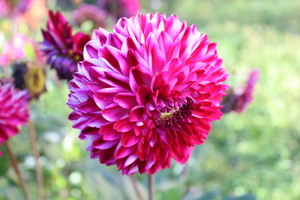 Image-preview_300x200