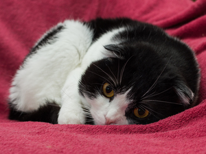 Image-preview_300x200