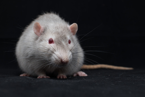 Image-preview_300x200