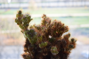 Image-preview_300x200