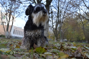 Image-preview_300x200