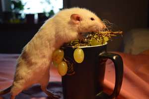 Image-preview_300x200