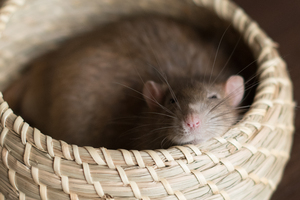 Image-preview_300x200