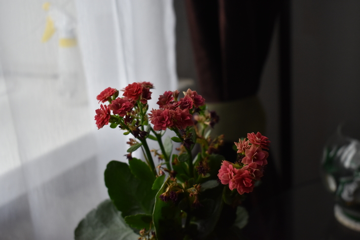 Image-normal