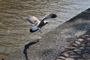 Image-preview_300x200