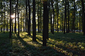 Image-preview_300x200