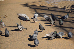 Image-preview_300x200