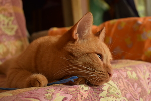 Image-preview_300x200